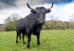 Black Bull for Sale – Big, Bold & Full of Attitude