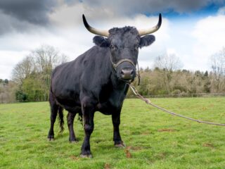 Bull-J-1-of-2-1