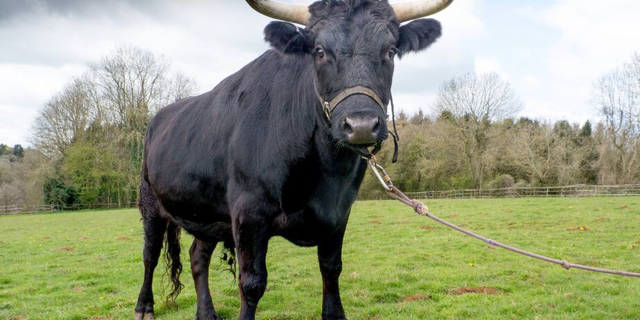 Black Bull for Sale – Big, Bold & Full of Attitude