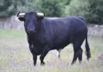 Black Bull for Sale – Big, Bold & Full of Attitude