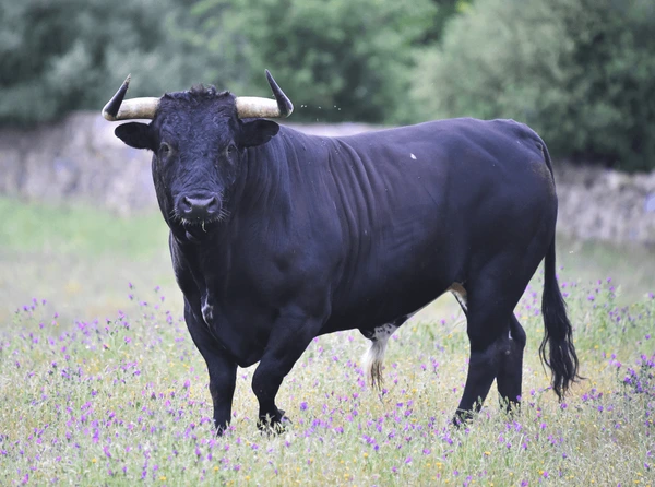 Black Bull for Sale – Big, Bold & Full of Attitude