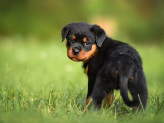puppy