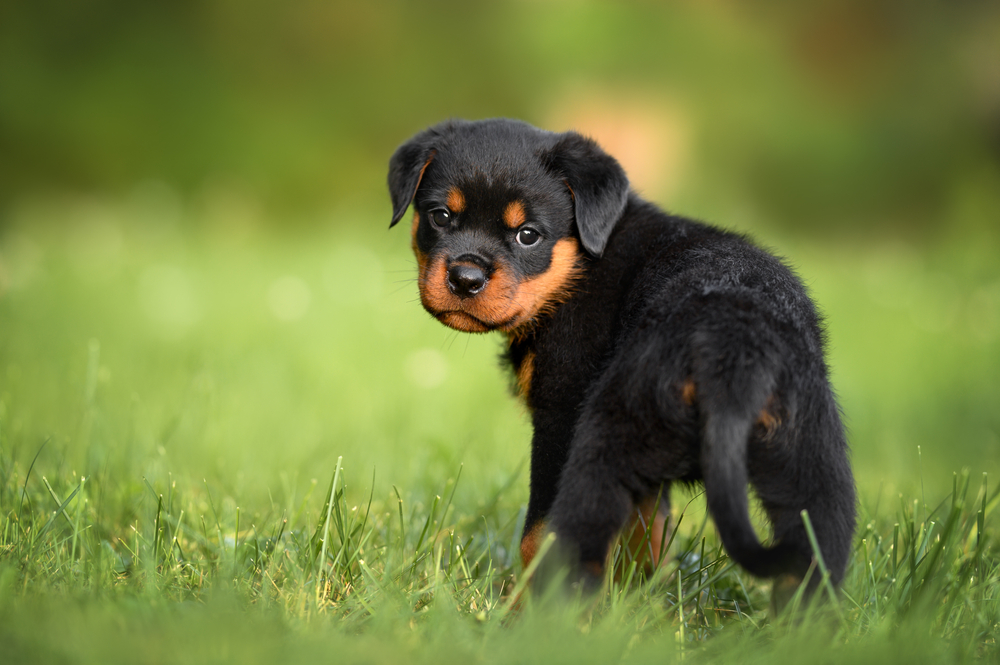 black puppy